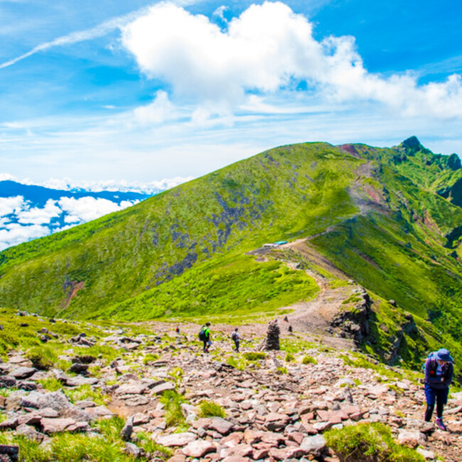 ほうれんそう2021のカバー写真