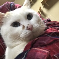 コロちゃん