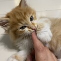 おかげさまで良い里親さんが見つかりました！