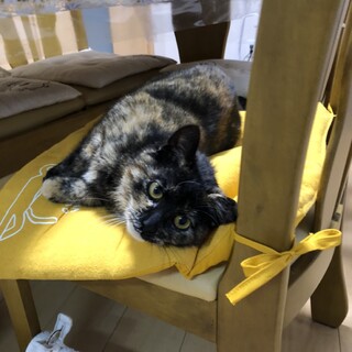 保護されたお家の子になりました☆