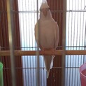 オカメインコ里親募集(交渉中の為一時停止中)