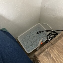 「まつりさん、猫トイレ増設完了 ＤＡＹ２４」サムネイル2