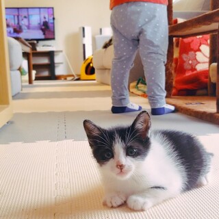 生後4ヶ月ふわふわの白黒にゃんこ