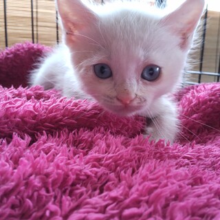 2ヶ月/サラダくん