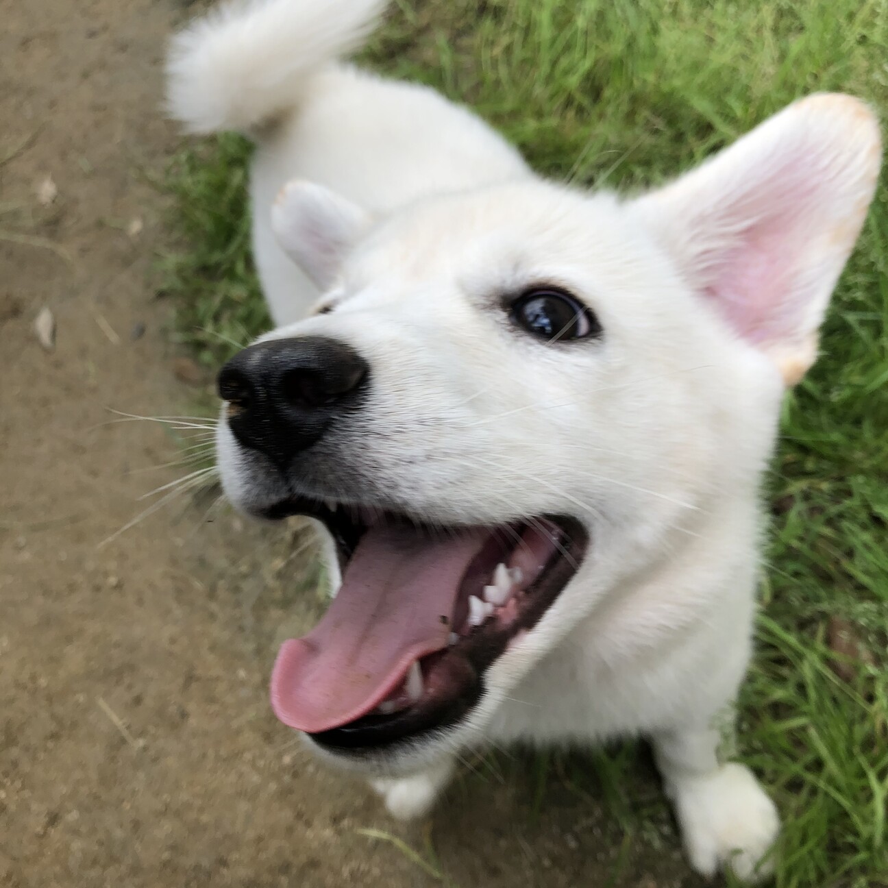 ココナッツバターのナッツです 広島県 犬の里親募集 ペットのおうち 月間利用者150万人