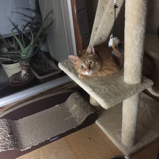 温厚な茶トラ