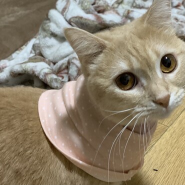 ハゲのため涎掛け着用中