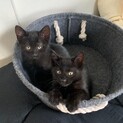 誕生日2021-4-1:黒猫+キリン尻尾