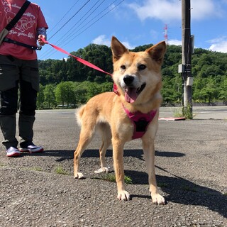 里親決定しました！ありがとうございます。