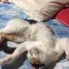 ぱるる子