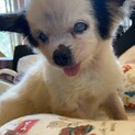 チワワのめいめいちゃん