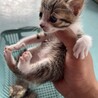 ハチロク