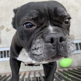 フレンチブルドッグ里親募集