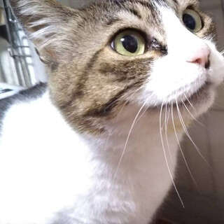 【募集一時停止中】超スリスリ！キジ白ルビ！