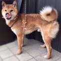 柴犬男の子7月で3才です