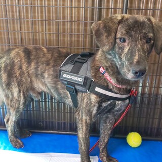 素敵な家族を探しています。