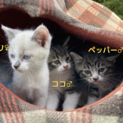 里親様決まりました、ありがとうございました。