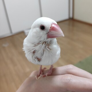 白文鳥の里親募集