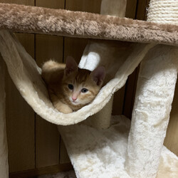 キャットタワー