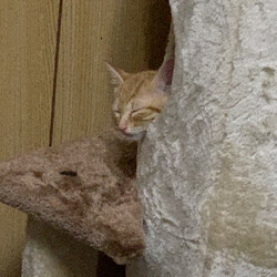 「キャットタワー」サムネイル2