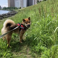 こたろう