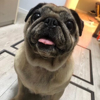 甘ったれなパグ♀スミレちゃん