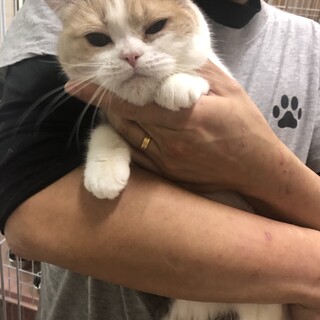 スコティッシュフォールド　ダイリュートキャリコ