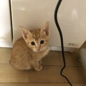 生後2か月の保護猫の里親募集