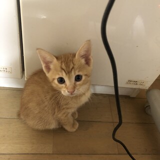 生後2か月の保護猫の里親募集