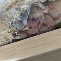 キンクマハムスター赤ちゃん　里親募集