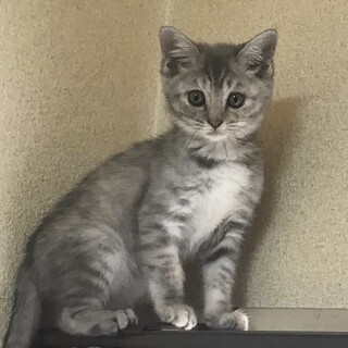 【5/30譲渡会】可愛い可愛い女の子