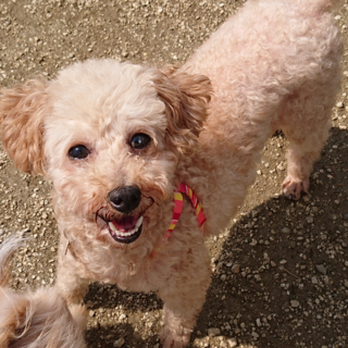 明るい性格★トイプードル ルーシーちゃん ７歳