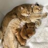 テーアイン
