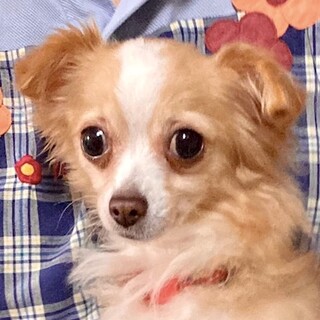 白河（しらかわ）怖がりだけど、そこが魅力！