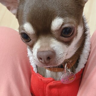 とてつもなく可愛いエクレアちゃん！