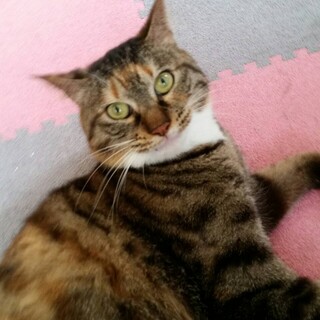 甘えん坊な三毛猫尾長ゆびひめちゃん