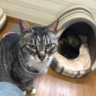 甘えん坊なサバトラ白ももた君２歳位