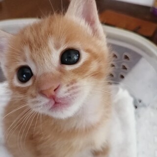 お見合い決定！珍しい茶トラの女の子、しょこたん