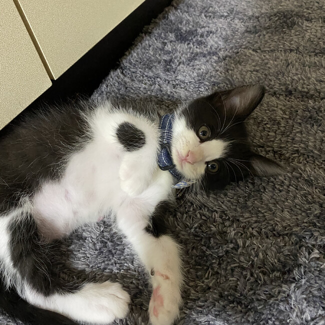 つくだに0320のカバー写真