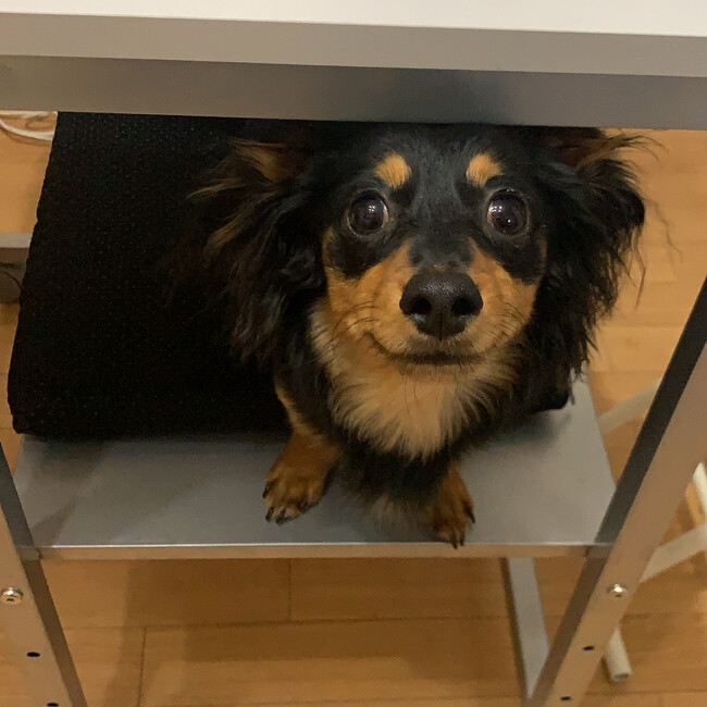 Chofiのカバー写真