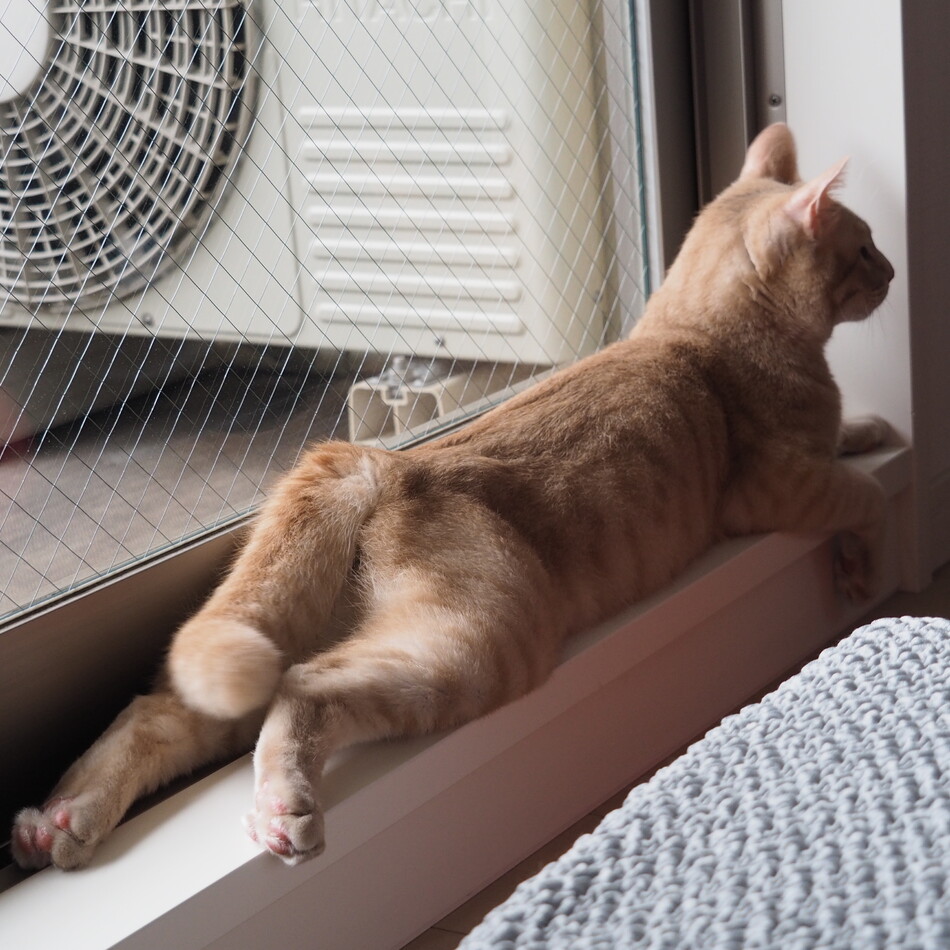 リブのカバー写真