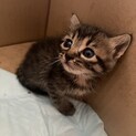 子猫の里親募集 《 ※募集停止中》