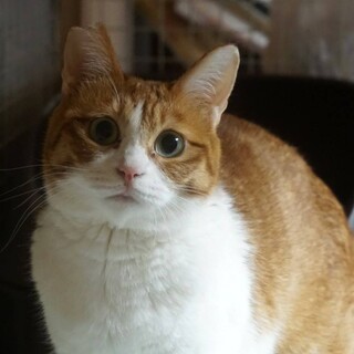 七福神のあごひげで幸せを運んでくれるかも♥️