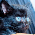 ありがとうございました！ほぼ黒猫ちゃん
