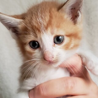 cat-M1022　可愛い茶白の兄妹♪