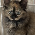 仲良し5兄弟。もふもふモフモフ雫ちゃん2ヶ月