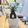 りんかえ