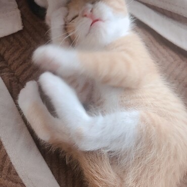 生後4週 里親募集中