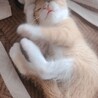 生後4週 里親募集中