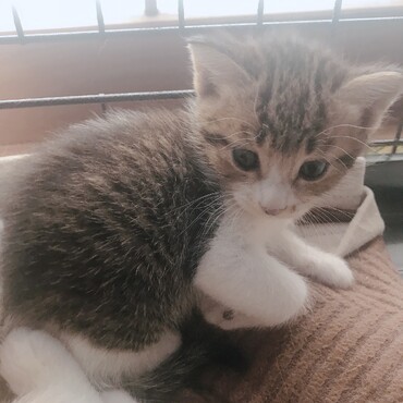 里親募集中  保護子猫 生後4週目